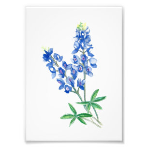 Bluebonnet 1 fotodruck