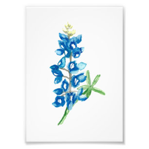 Bluebonnet 2 fotodruck