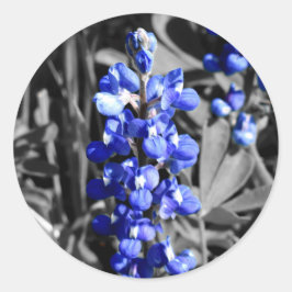 Bluebonnet-Aufkleber Runder Aufkleber