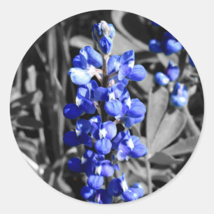 Bluebonnet-Aufkleber Runder Aufkleber