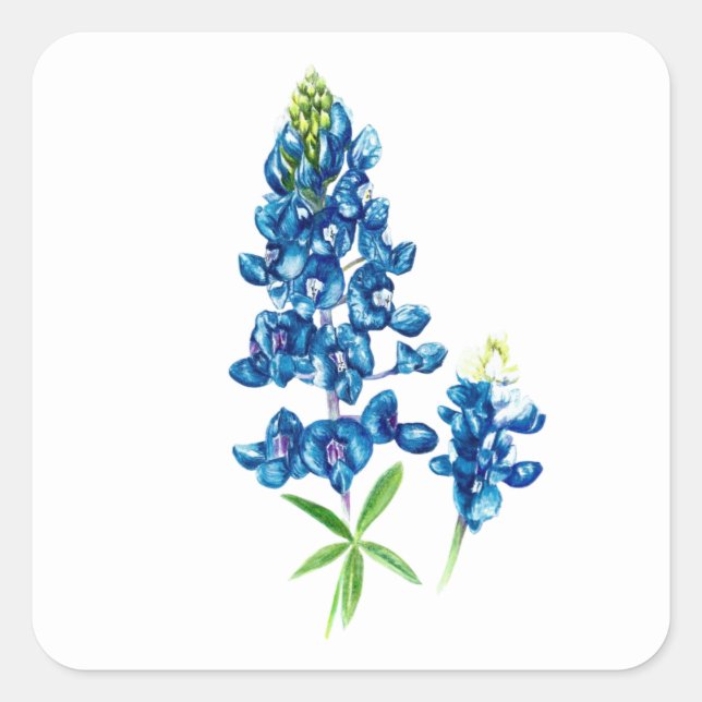 Bluebonnet-Blume Quadratischer Aufkleber (Vorderseite)