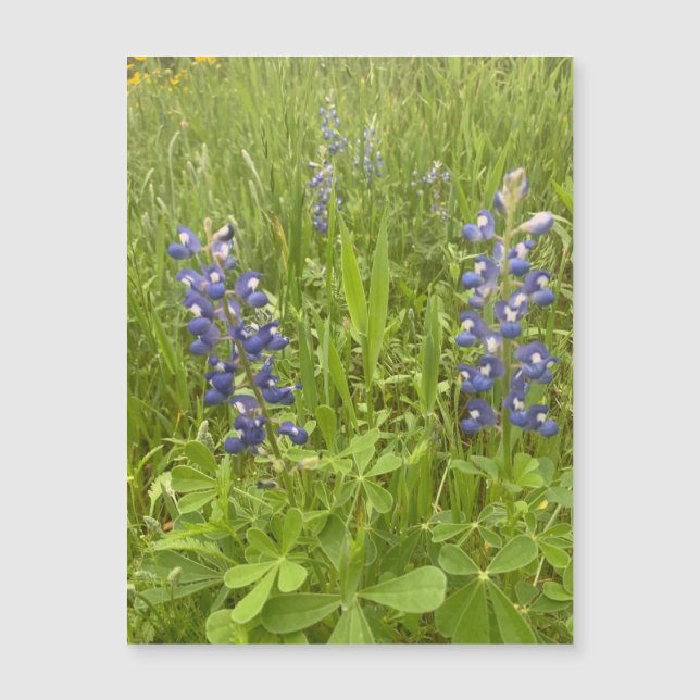 Bluebonnet Blvd. Magnet (Vorderseite)