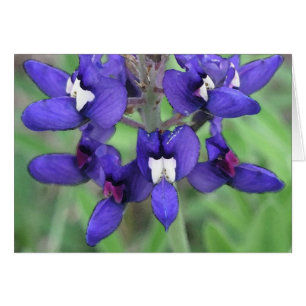 Bluebonnet de Texas #1