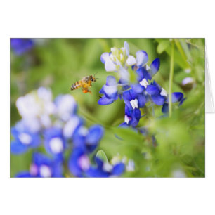 Bluebonnet et Bee