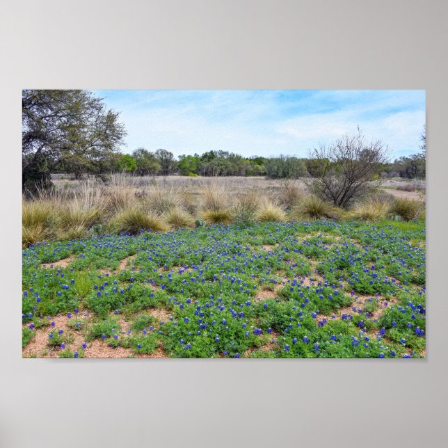 Bluebonnet Feld, Austin, Texas Poster (Vorne)