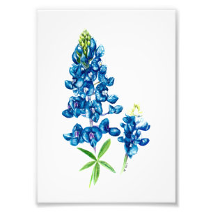 Bluebonnet Fotodruck