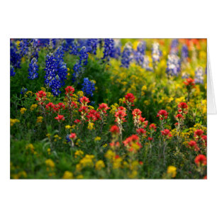 Bluebonnet-Landschaften