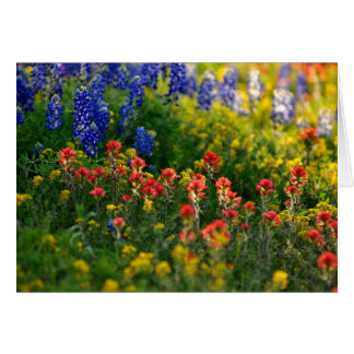 Bluebonnet-Landschaften