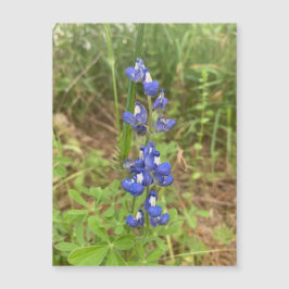 Bluebonnet Magnet