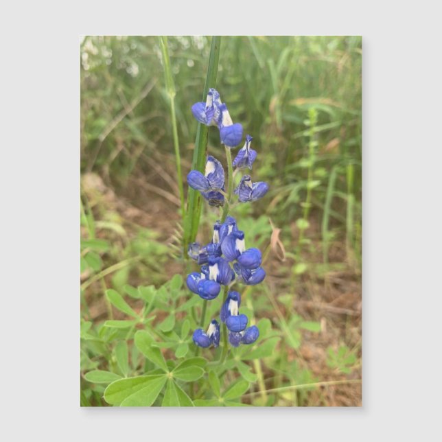 Bluebonnet Magnet (Vorderseite)