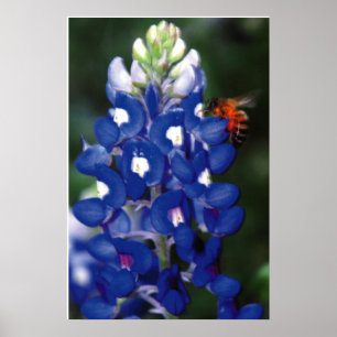 Bluebonnet mit Biene Poster