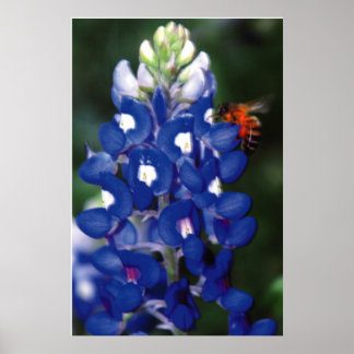 Bluebonnet mit Biene Poster