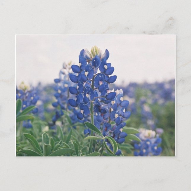Bluebonnet Postkarte (Vorderseite)