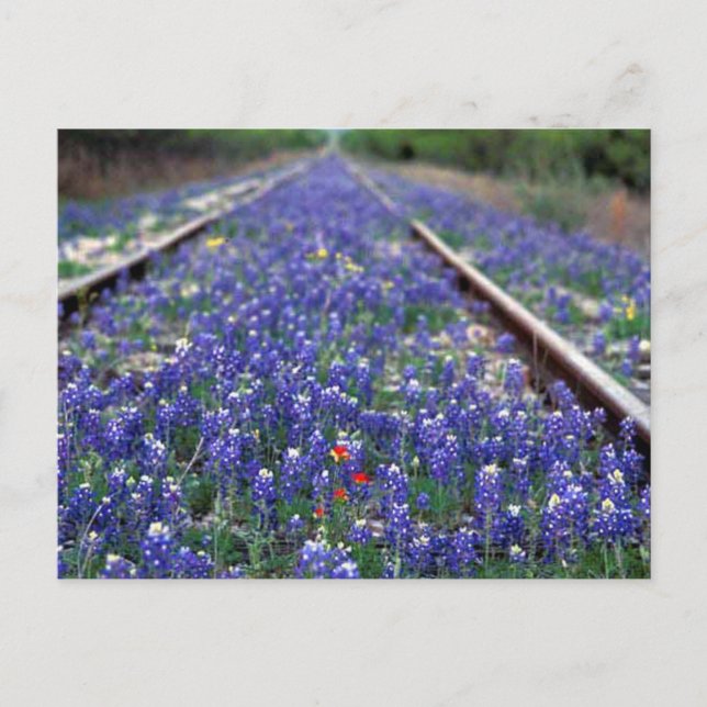 Bluebonnet Railway Postkarte (Vorderseite)