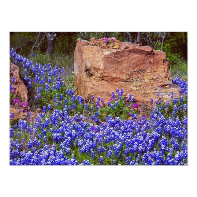 Bluebonnet Rock #2 Fotodruck (Vorne)