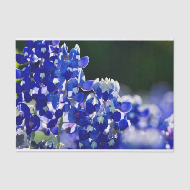 Bluebonnet Seidenpapier (Vorderseite)