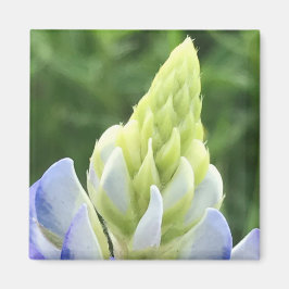 Bluebonnet Tipp Magnet