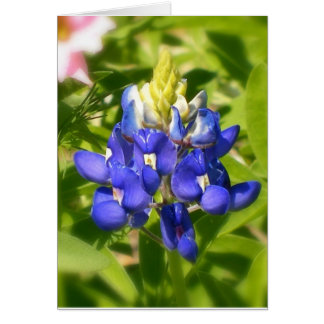 Bluebonnet von Texas