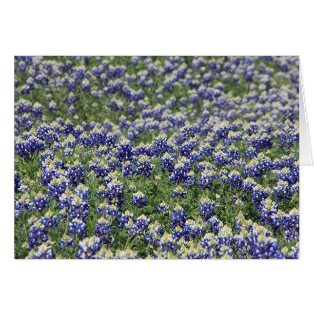 Bluebonnets (Vorderseite (Horizontal))