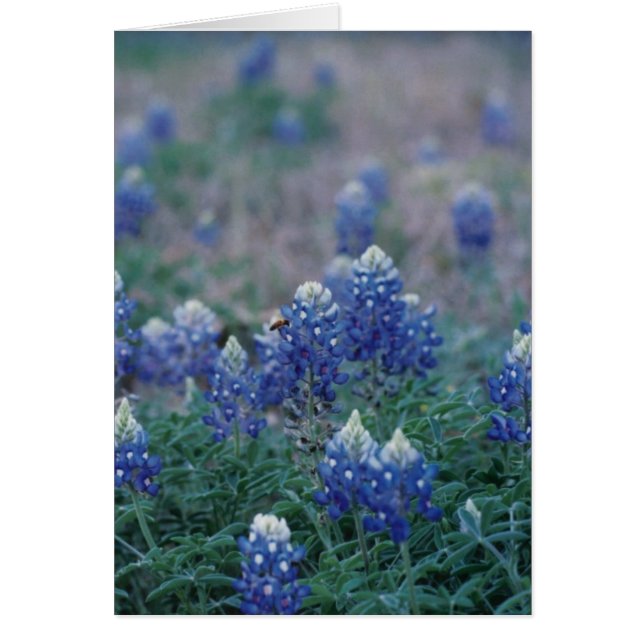 Bluebonnets (Devant)