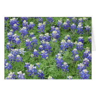 Bluebonnets