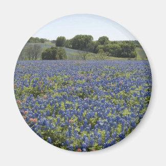 Bluebonnets aimant