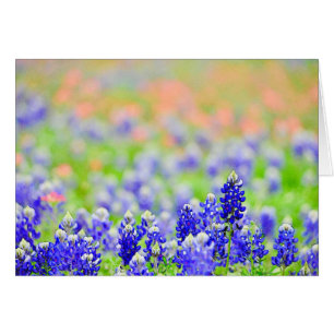 Bluebonnets am Abend