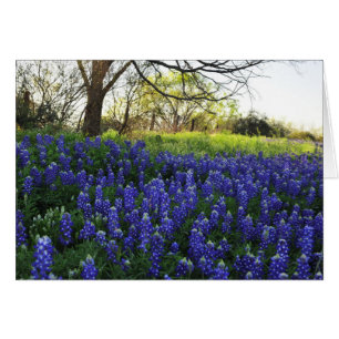 Bluebonnets am Abend