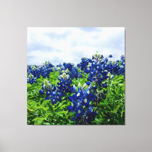 Bluebonnets Blue Flowers Texas Texan Floral Leinwanddruck (Vorderseite)