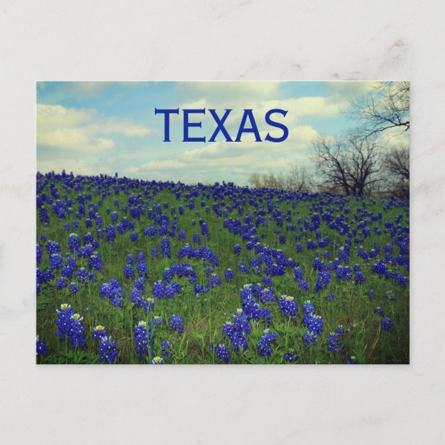 Bluebonnets Blue Flowers Texas Texan Floral Postca Postkarte (Vorderseite)