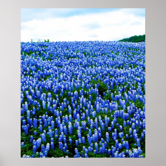 Bluebonnets Blue Flowers Texas Texan Floral Poster (Vorne)
