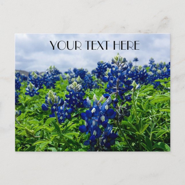 Bluebonnets Blue Flowers Texas texan Floral Postkarte (Vorderseite)