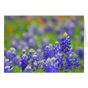 Bluebonnets de Texas