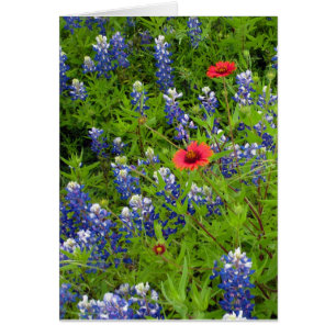 Bluebonnets de Texas avec les couvertures