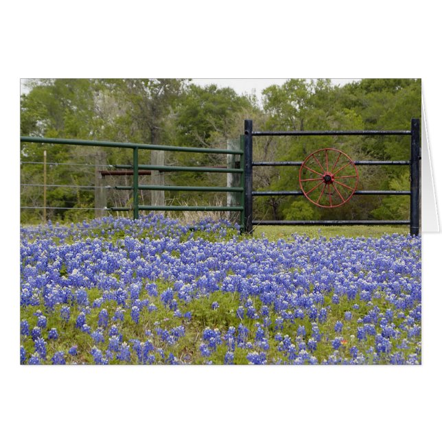 Bluebonnets du Texas (Devant horizontal)