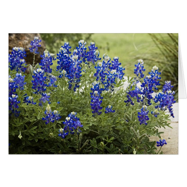 Bluebonnets du Texas (Devant horizontal)
