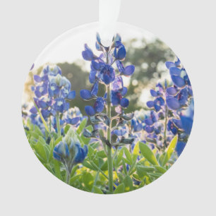 Bluebonnets Fleurs bleues Texas Texan Lupine