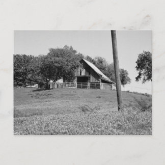 Bluebonnets im Frühjahr Postkarte