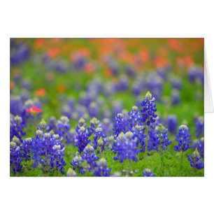 Bluebonnets mous de foyer