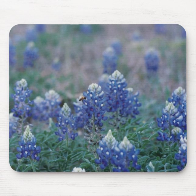 Bluebonnets Mousepad (Vorne)