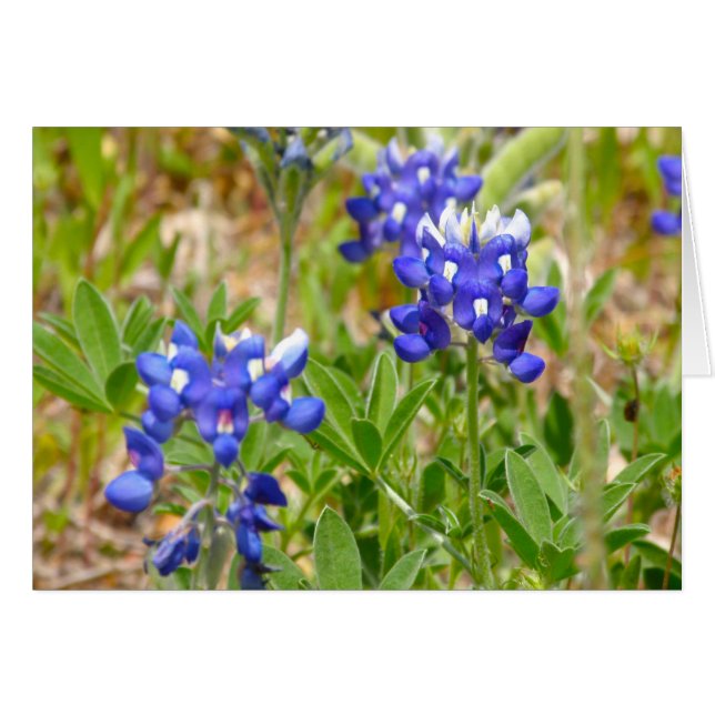 Bluebonnets Nah (Vorderseite (Horizontal))