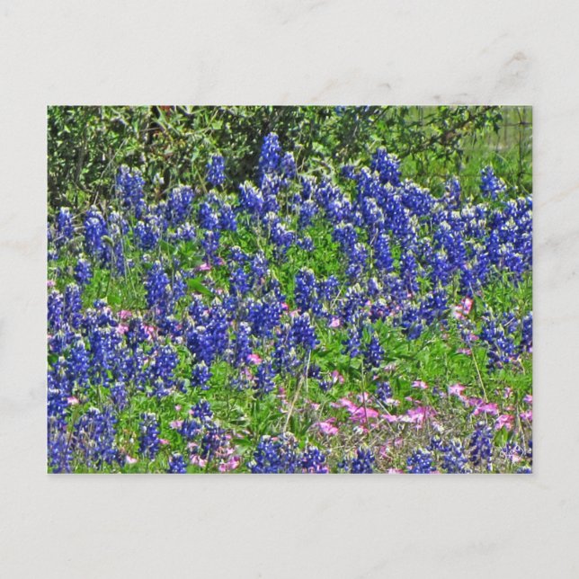 Bluebonnets on Yeager Creek Rd., Johnson City, TX Postkarte (Vorderseite)