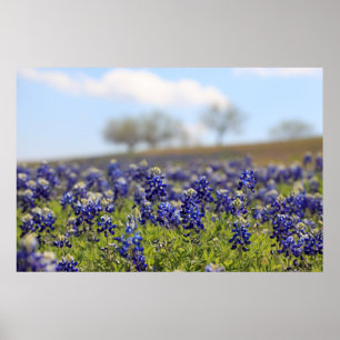 Bluebonnets-Poster Poster