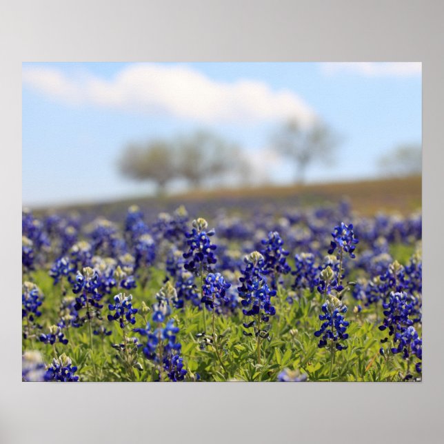 Bluebonnets-Poster Poster (Vorne)