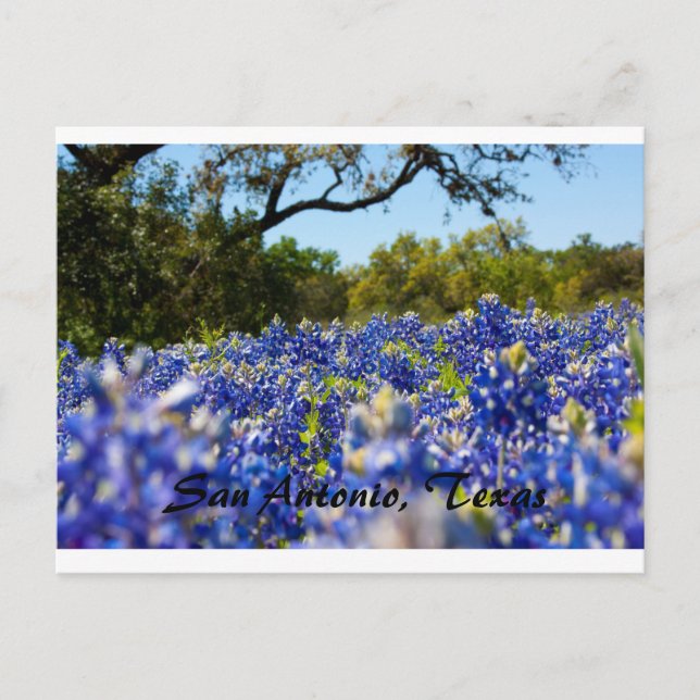 Bluebonnets Postkarte (Vorderseite)