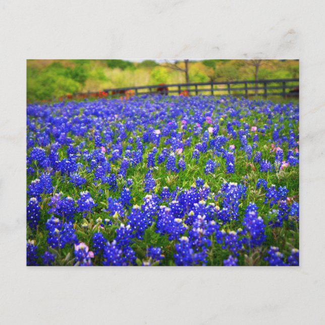 Bluebonnets Postkarte (Vorderseite)