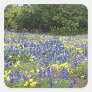 Bluebonnets, Primrose und Phlox Quadratischer Aufkleber