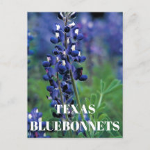 Bluebonnets Texas Staat Blume Blue Floral Lupine