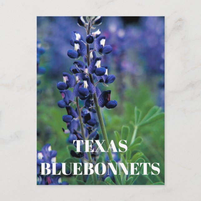 Bluebonnets Texas Staat Blume Blue Floral Lupine Postkarte (Vorderseite)