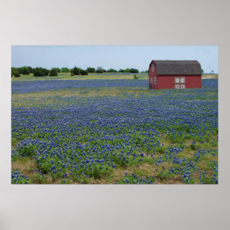 Bluebonnets und ein roter Stall Poster